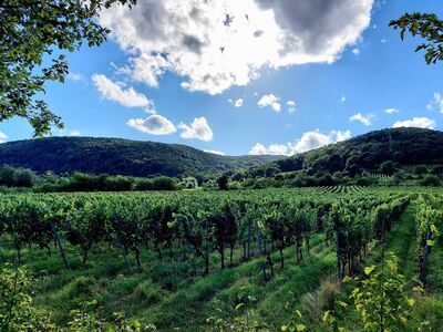 liebliche_Weinbergslandschaft, die fließend in den Pfälzerwald übergeht