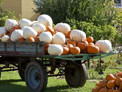 Ein Wagen voll mit weißen und orangefarbenen Kürbissen steht auf einer Wiese in Meckenheim.