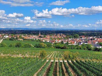 Rebzeilenlandschaft mit Blick auf die Kleinstadt Deidesheim