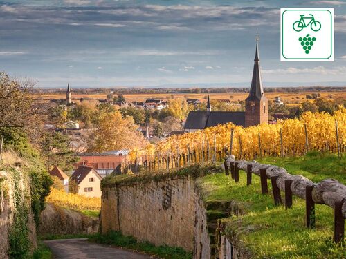 Radfahrer genießen die malerische Weinlandschaft an der Weinstrasse mit bunten Weinreben und einer Kirche im Hintergrund.