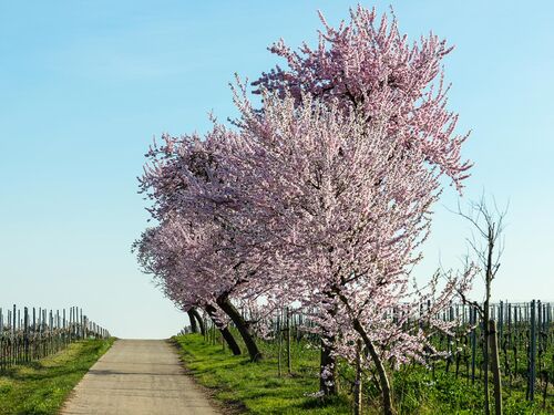 Blühende Kirschbäume säumen einen ruhigen Weg durch die Weinberge unter einem klaren Himmel. | © Name