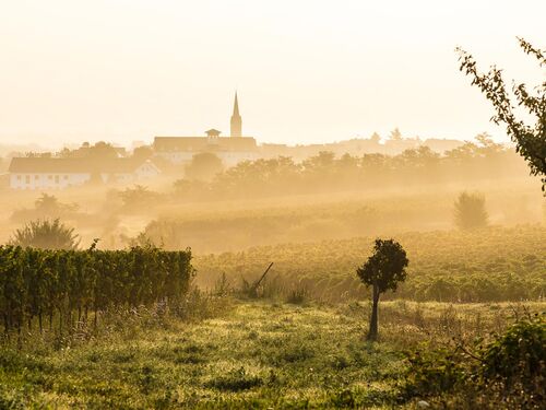 Morgendlicher Nebel umhüllt die Weinberge von Ruppertsberg und zeigt die Silhouette einer Kirche im Hintergrund. | © Name