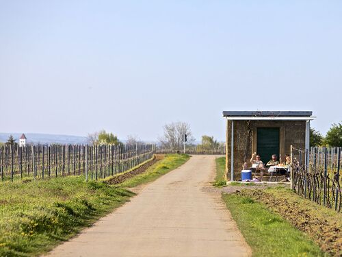 Eine Gruppe von Menschen sitzt an einem Tisch inmitten der Weinberge in Meckenheim. | © Name