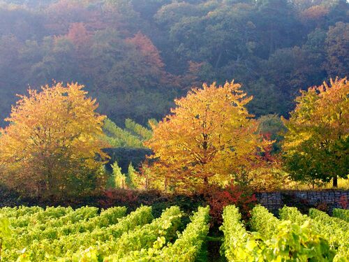 Im Vordergrund die grüngelben Rebzeilen eines Weinberges im Hintergrund der bunt verfärbte Pfälzerwald