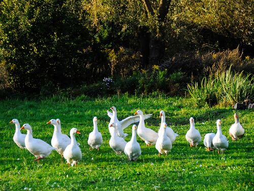 Eine Gruppe von weißen Gänsen läuft über eine grüne Wiese in Ruppertsberg. | © Name