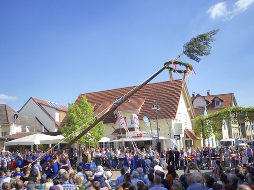 Eine festliche Menschenmenge feiert das Aufstellen eines Maibaums in Meckenheim unter blauem Himmel. | © Name