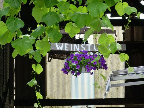 Ein Schild mit der Aufschrift "WEINSTUBE" hängt über einer lila Petunienblume, umgeben von grünen Blättern.