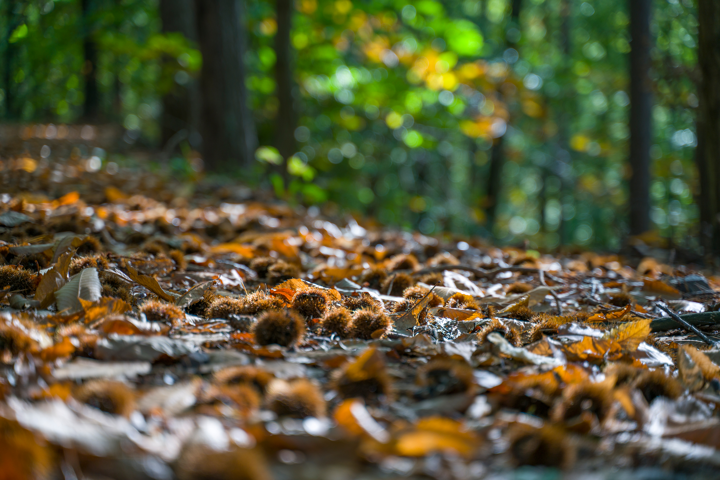Kastanien und bunte Blätter bedecken den Waldboden, während Sonnenstrahlen durch die Bäume scheinen.